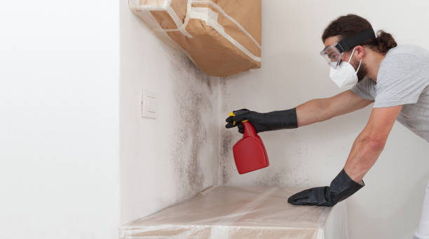 Professional Attic Mold Removal technician working in Bayport, NY